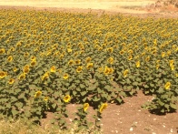 Sevillian Sunflowers Copyright Shelagh Donnelly