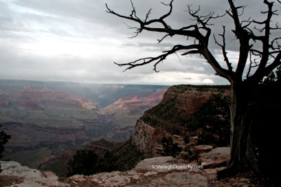 Grand Canyon 3824 Copyright Shelagh Donnelly