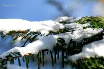 Snow on cedar 2014-2335 Copyright Shelagh Donnelly