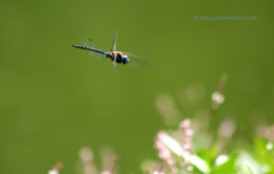 Dragonfly 5831 Copyright Shelagh Donnelly