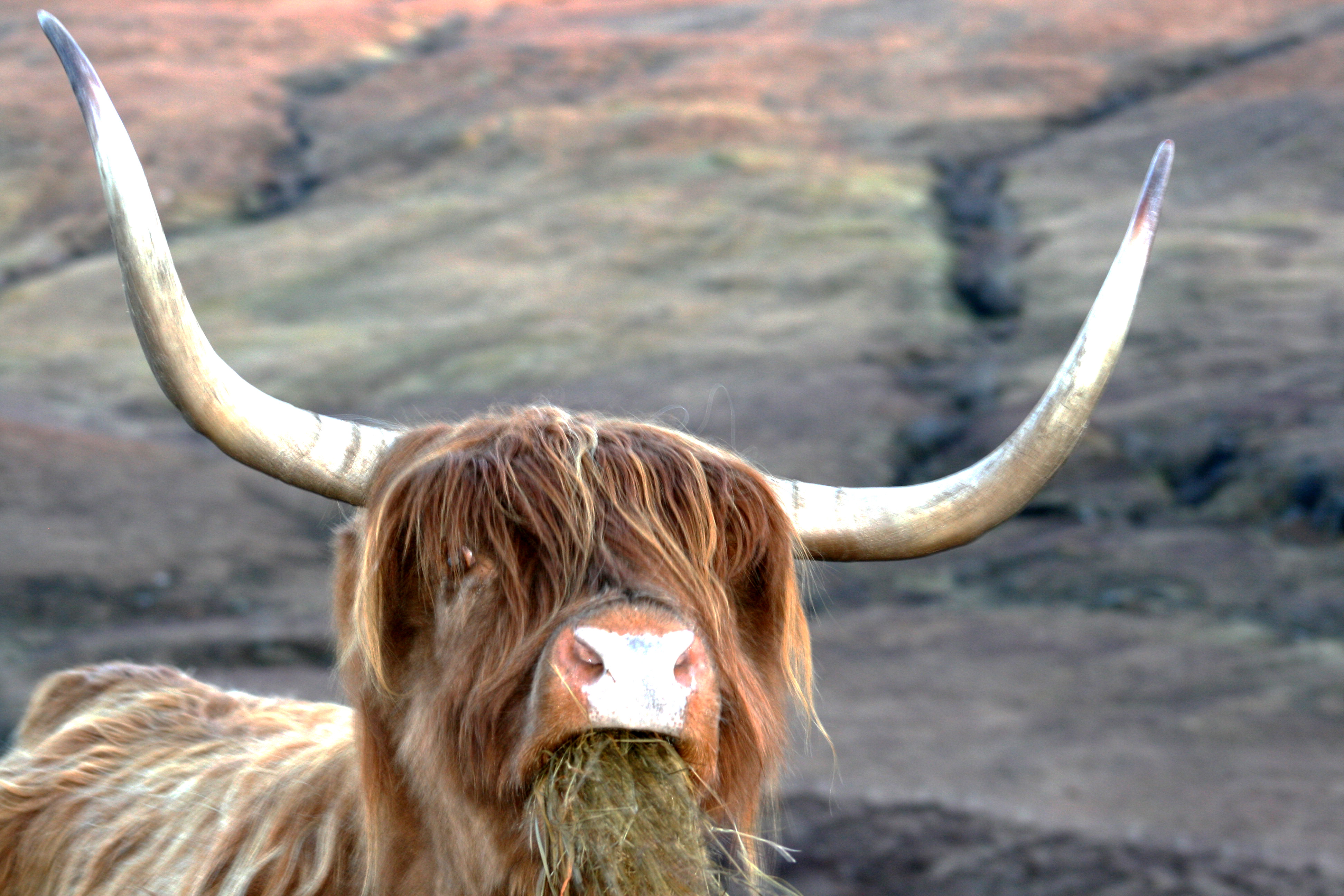 18_9294 Highland_Cow_Eating_Isle_Of_Skye Copyright Shelagh Donnelly